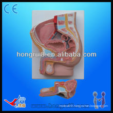 2-Part Classic Anatomical Male Pelvis Model